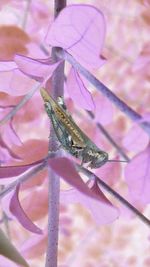 Close-up of damselfly on leaf