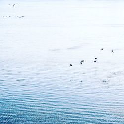 View of birds in water