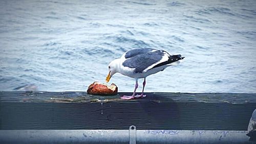 Bird perching in water