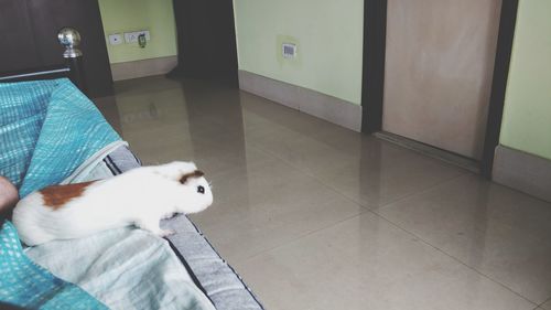 Close-up of cat sitting on floor