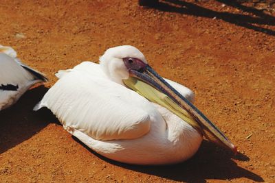 High angle view of pelican