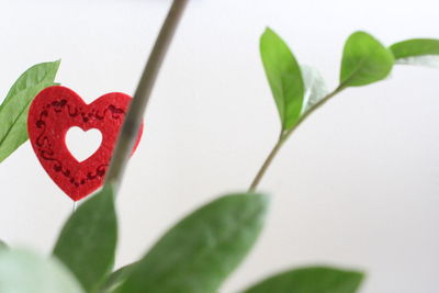 Close-up of heart shape leaf