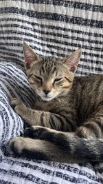 Close-up of cat lying on bed at home