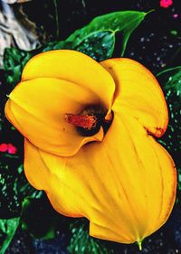 Close-up of yellow hibiscus