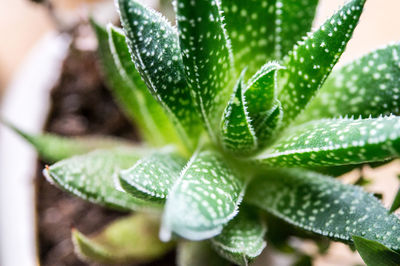 Close-up of wet plant