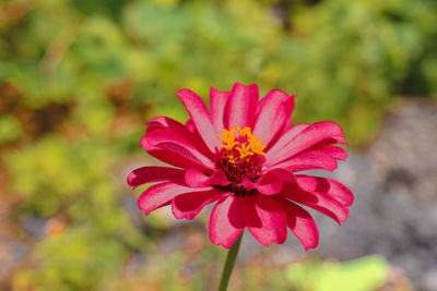 Close-up of pink flower