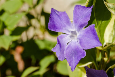 Close-up of purple flowering plant