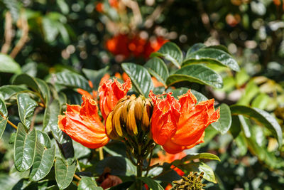 Close-up of orange flowers blooming outdoors