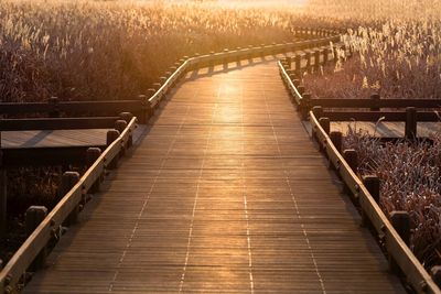 Illuminated walkway amidst trees