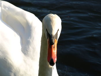 Close-up of swan swimming in lake