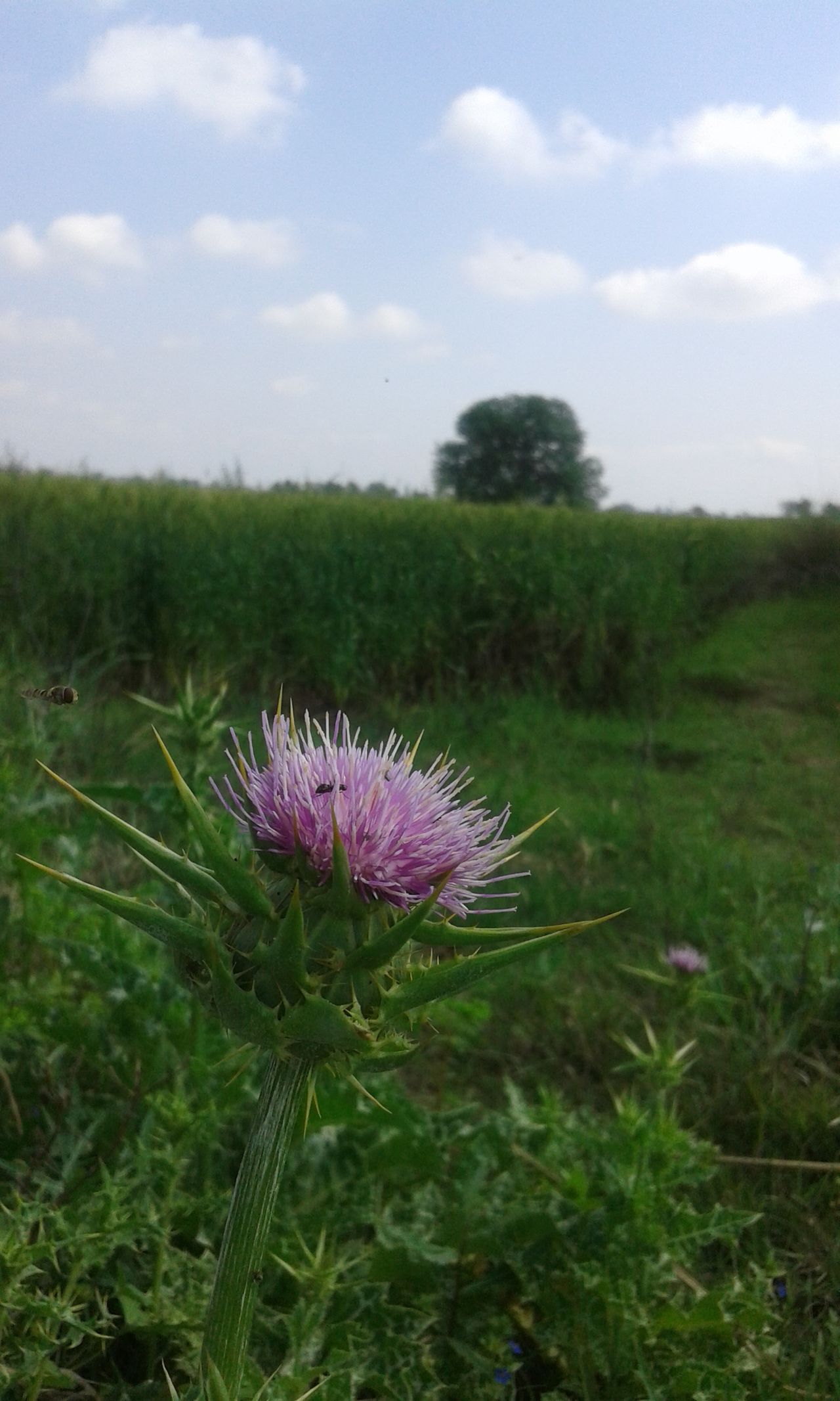 Tree and wild flower