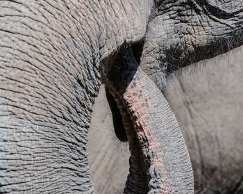 Asian elephant in closeup