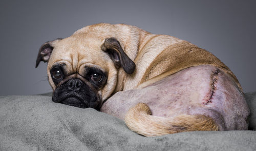 Portrait of a dog against grey background