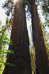 Low angle view of trees in forest against sky