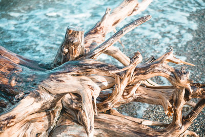 Close-up of driftwood on tree trunk in forest