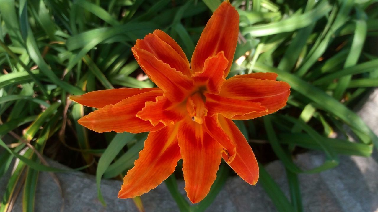 Estrella naranja