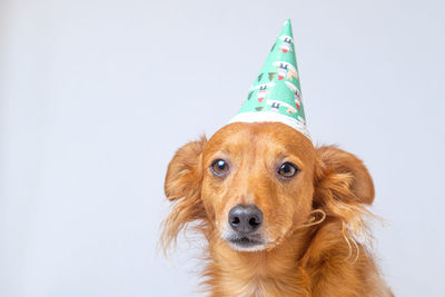 Portrait of a dog having fun with a party hat.