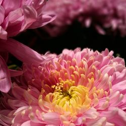 Close-up of pink chrysanthemum blooming outdoors