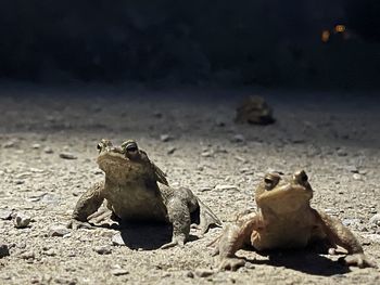 Close-up of animal on sand