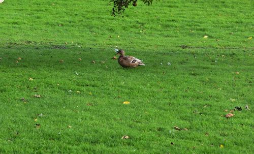 High angle view of bird on field