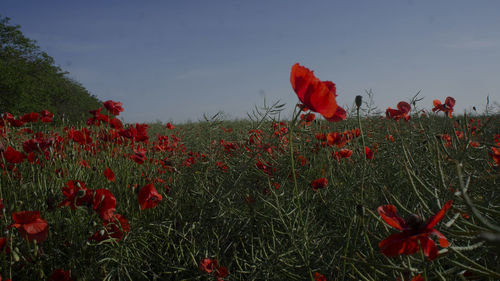 Close-up of red poppy flowers on field against sky