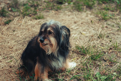 Portrait of a dog on field