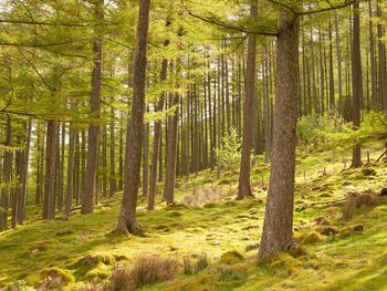 Pine trees in forest