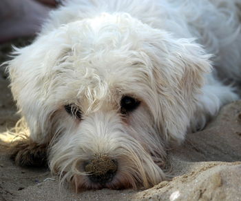 Close-up portrait of dog lying down