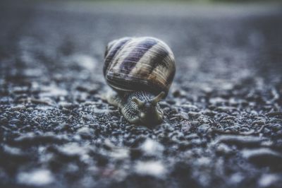 Close-up of snail