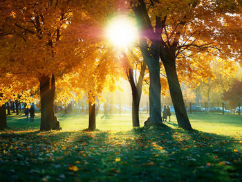 Trees in park during autumn