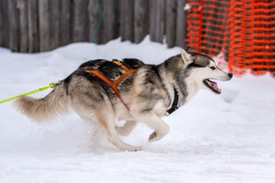 Dog in snow on field during winter