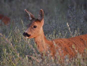 Deer in a field