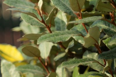 Close-up of fresh green plant