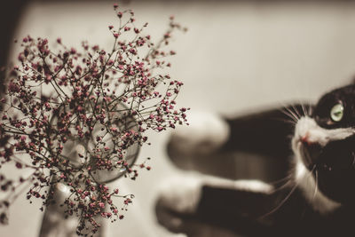 Close-up of cat on cherry blossom