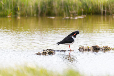 Bird in a lake