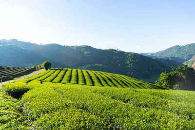 Scenic view of agricultural field against sky