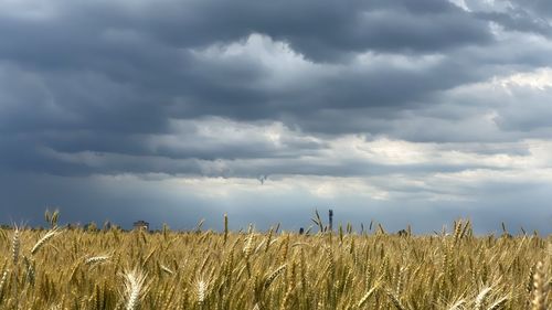 Crops growing on field against sky