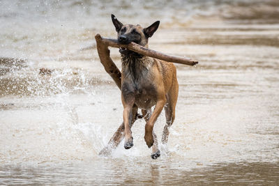 View of dog running on water