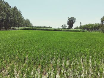 Scenic view of grassy field against clear sky