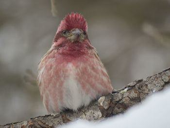 Close-up of bird perching on branch