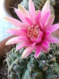 Close-up of pink succulent plant