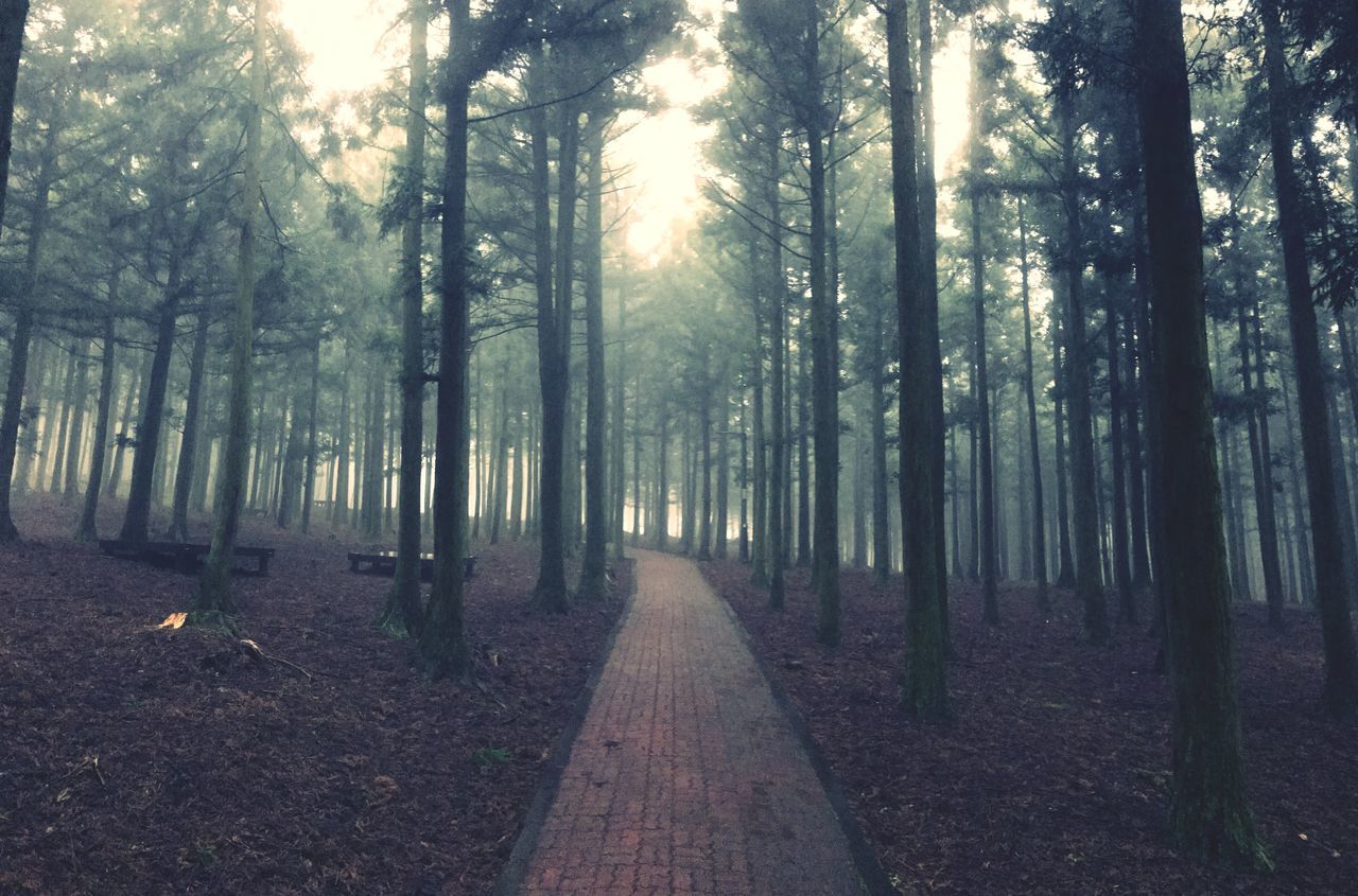 tree, nature, the way forward, forest, tranquility, outdoors, growth, tranquil scene, beauty in nature, no people, day, scenics, bamboo grove