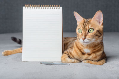 Bengal cat sits next to a white notepad and pen. copy space.