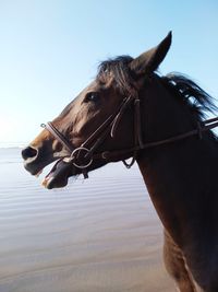 Close-up of a horse against clear sky