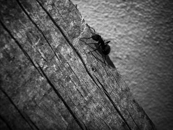 High angle view of housefly on wood