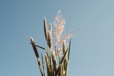 Close-up of stalks against clear blue sky
