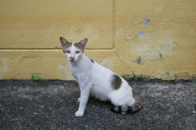 Portrait of cat sitting on wall