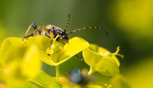 Close-up of insect on yellow