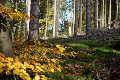 Close-up of trees in forest during autumn