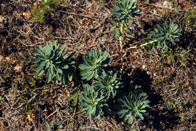 High angle view of succulent plant on field